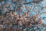Ramas de almendro en flor, iluminadas por el sol con un cielo azul de fondo. Destaca la madera oscura del almendro.
