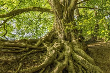 Árbol con raíces expuestas en el bosque. En estas estas raíces vive la microbiota de la planta, una comunidad de microorganismos esencial para su nutrición y resistencia al estrés.