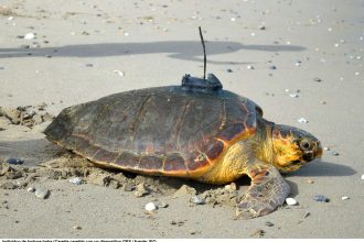Tortuga boba con GPS