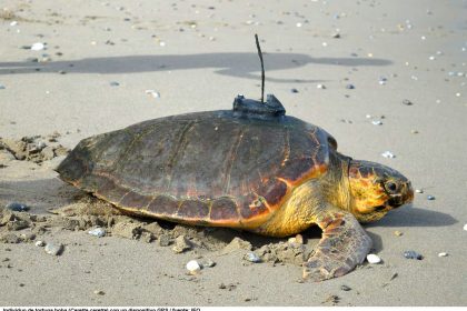 Tortuga boba con GPS
